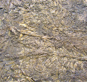 Large detailed crinoid fossil (180 mm)