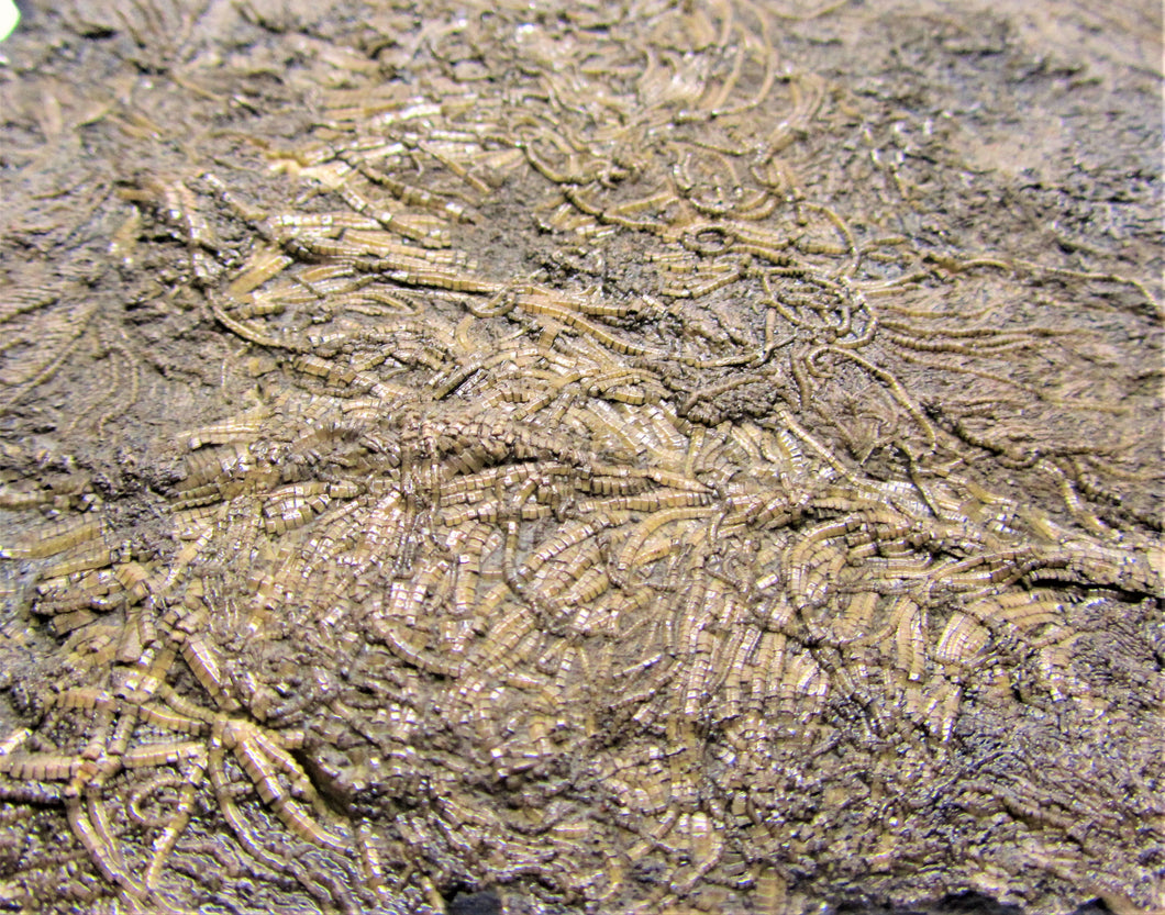 Large detailed crinoid fossil (180 mm)