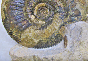 Large Parkinsonia display ammonite (260 mm)