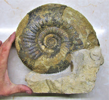Load image into Gallery viewer, Large Parkinsonia display ammonite (260 mm)
