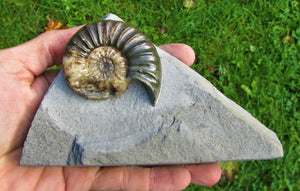 Unusual Asteroceras obtusum display ammonite (61 mm)