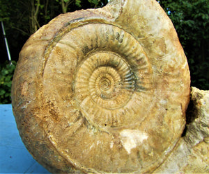 Large high-quality Leptosphinctes display ammonite (210 mm)