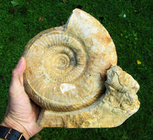 Load image into Gallery viewer, Large high-quality Leptosphinctes display ammonite (210 mm)
