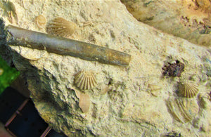 Large Leptosphinctes ammonite (255 mm)