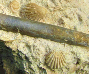 Large Leptosphinctes ammonite (255 mm)