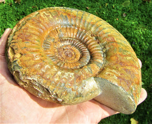 Matrix-free Leptosphinctes ammonite (160 mm)