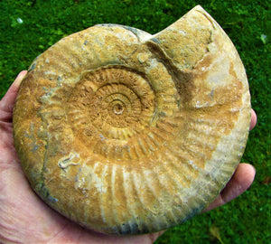 Matrix-free Leptosphinctes ammonite (160 mm)