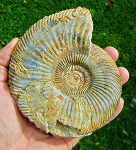 <em>Parkinsonia rarecostata</em> ammonite display fossil