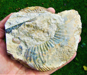 <em>Parkinsonia rarecostata</em> ammonite display fossil