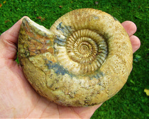 Matrix-free Leptosphinctes ammonite (115 mm)
