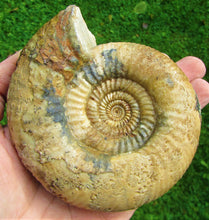 Load image into Gallery viewer, Matrix-free Leptosphinctes ammonite (115 mm)
