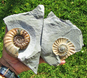 Perfect colourful "Popped" <em>Asteroceras obtusum</em> ammonite (76 mm)