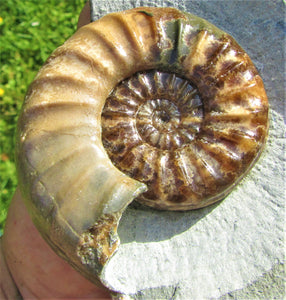 Perfect colourful "Popped" <em>Asteroceras obtusum</em> ammonite (76 mm)