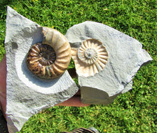Load image into Gallery viewer, Perfect colourful &quot;Popped&quot; &lt;em&gt;Asteroceras obtusum&lt;/em&gt; ammonite (76 mm)
