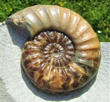 Load image into Gallery viewer, Perfect colourful &quot;Popped&quot; &lt;em&gt;Asteroceras obtusum&lt;/em&gt; ammonite (76 mm)
