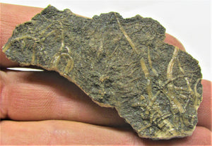Crinoid fossil stem with attachment cirri (62 mm)