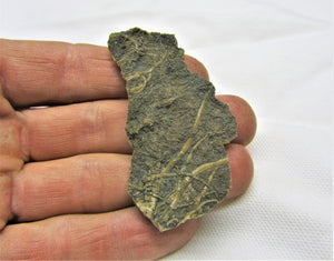 Crinoid fossil stem with attachment cirri (62 mm)