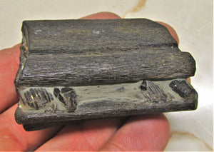 Ichthyosaur jaw with teeth from Lyme Regis