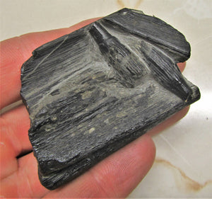 Ichthyosaur jaw with teeth from Lyme Regis