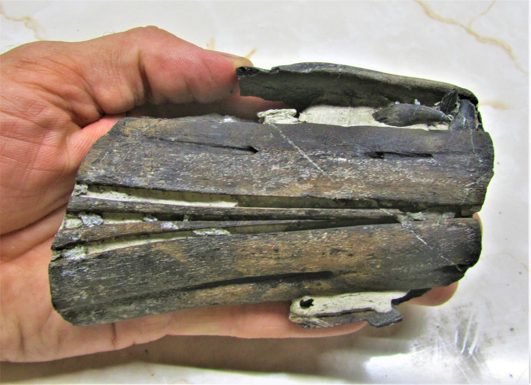 Stunning 3D Ichthyosaur jaws with teeth from Charmouth