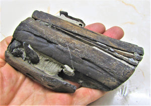 Stunning 3D Ichthyosaur jaws with teeth from Charmouth