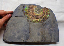 Load image into Gallery viewer, Stunning huge rainbow iridescent Caloceras ammonite
