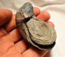 Load image into Gallery viewer, Large Gryphaea &quot;Devil&#39;s toenail&quot; bivalve fossil
