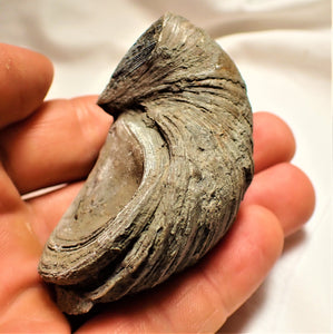 Large Gryphaea "Devil's toenail" bivalve fossil