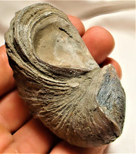 Load image into Gallery viewer, Large Gryphaea &quot;Devil&#39;s toenail&quot; bivalve fossil
