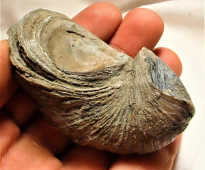 Large Gryphaea "Devil's toenail" bivalve fossil