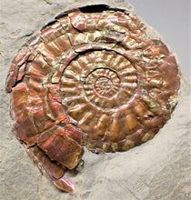 Load image into Gallery viewer, Iridescent Psiloceras ammonite display piece with gold spots
