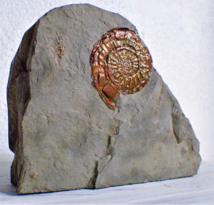 Iridescent Psiloceras ammonite display piece with gold spots