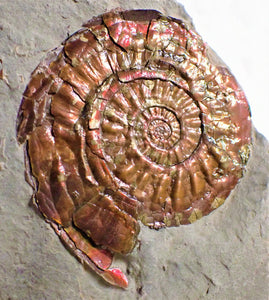 Iridescent Psiloceras ammonite display piece with gold spots