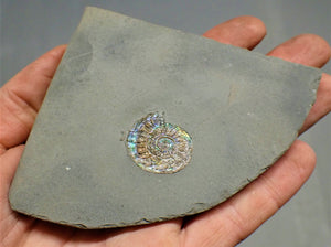 Subtly blue/green iridescent Caloceras display ammonite