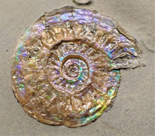 Load image into Gallery viewer, Subtly blue/green iridescent Caloceras display ammonite
