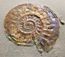 Load image into Gallery viewer, Subtly blue/green iridescent Caloceras display ammonite
