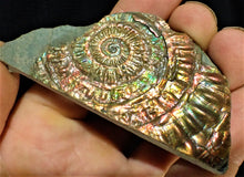 Load image into Gallery viewer, &quot;Popped&quot; fiery rainbow iridescent Caloceras display half ammonite
