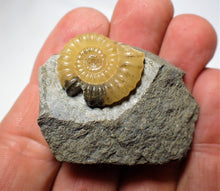 Load image into Gallery viewer, &quot;Popped&quot; calcite Promicroceras ammonite display piece with predator bite mark
