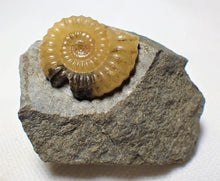 Load image into Gallery viewer, &quot;Popped&quot; calcite Promicroceras ammonite display piece with predator bite mark

