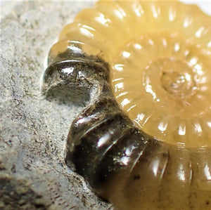 "Popped" calcite Promicroceras ammonite display piece with predator bite mark