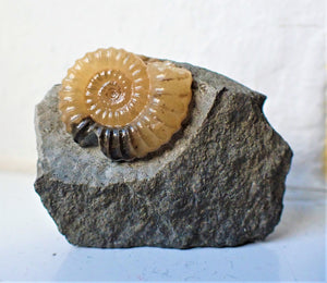 "Popped" calcite Promicroceras ammonite display piece with predator bite mark