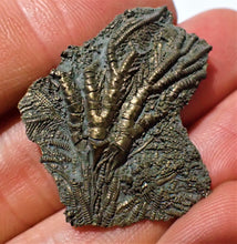 Load image into Gallery viewer, Detailed juvenile pyrite crinoid fossil head (35 mm)
