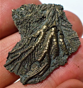 Detailed juvenile pyrite crinoid fossil head (35 mm)