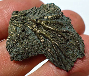 Detailed juvenile pyrite crinoid fossil head (35 mm)