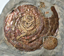 Load image into Gallery viewer, Stunning large iridescent Psiloceras multi-ammonite and worm cast display piece
