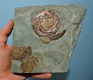 Stunning large iridescent Psiloceras multi-ammonite and worm cast display piece