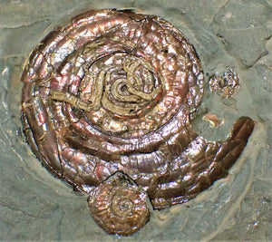 Stunning large iridescent Psiloceras multi-ammonite and worm cast display piece