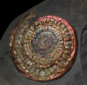 Complete large Copper and red iridescent Caloceras display ammonite