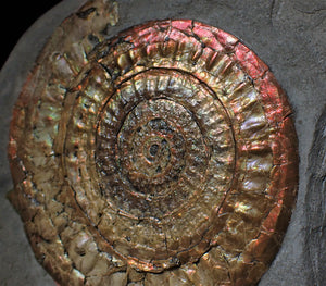 Complete large Copper and red iridescent Caloceras display ammonite