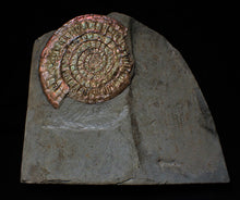 Load image into Gallery viewer, Near-perfect large Copper and red iridescent Caloceras display ammonite
